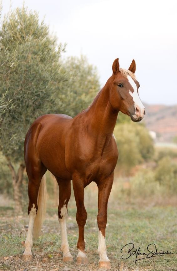 Oriente, ein Luso-Araber Hengst, 1,55m