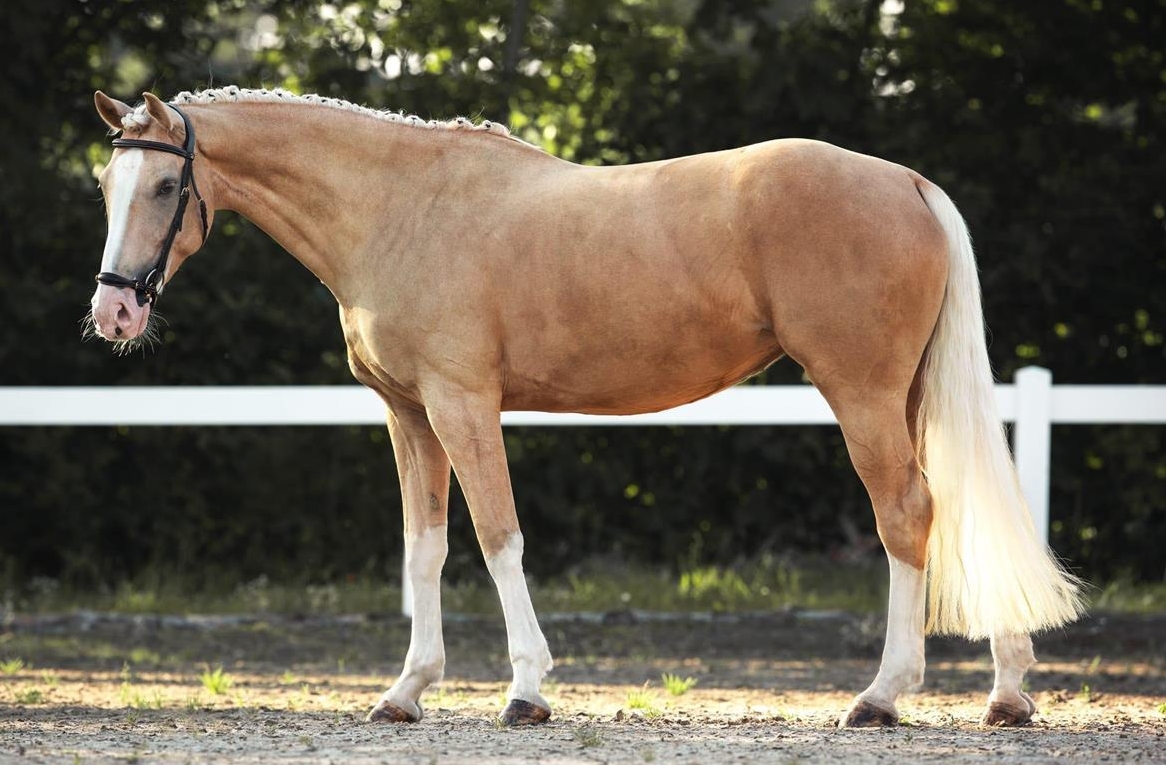 Schöne Palomino Stute, viel Potenzial Dressur & Springen