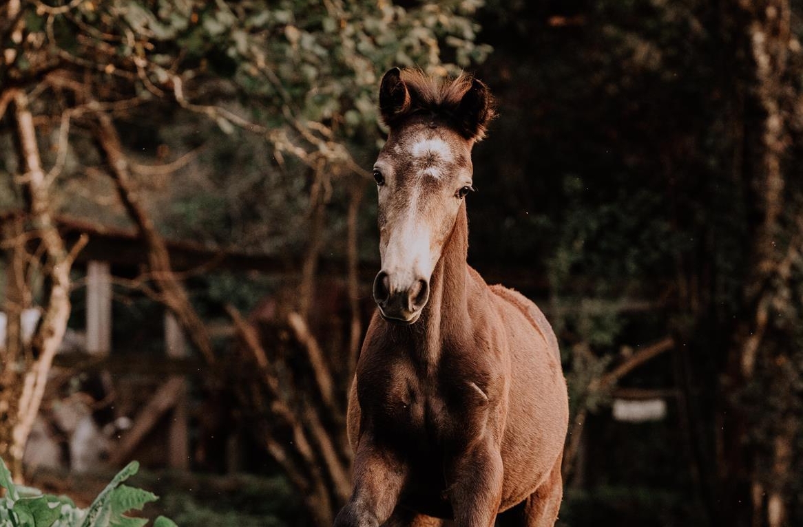 Popcorn Connemara Pony Stute, bald 1-jährig