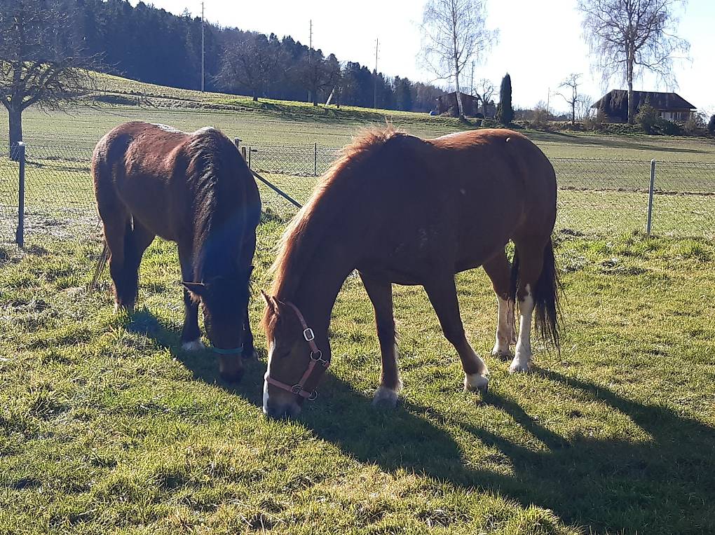 An -und Verkauf von Jungpferden
