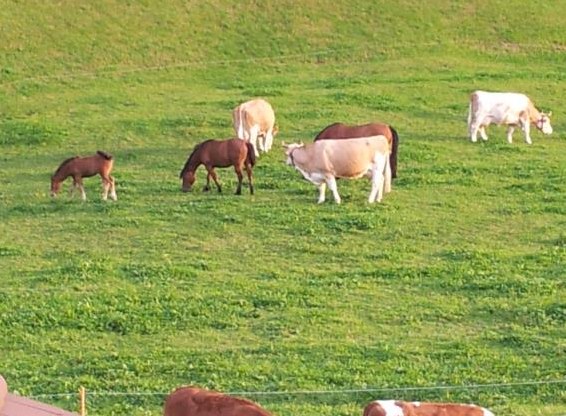 Mithilfe gesucht auf Bauernhof mit Milchkühe und Pferde