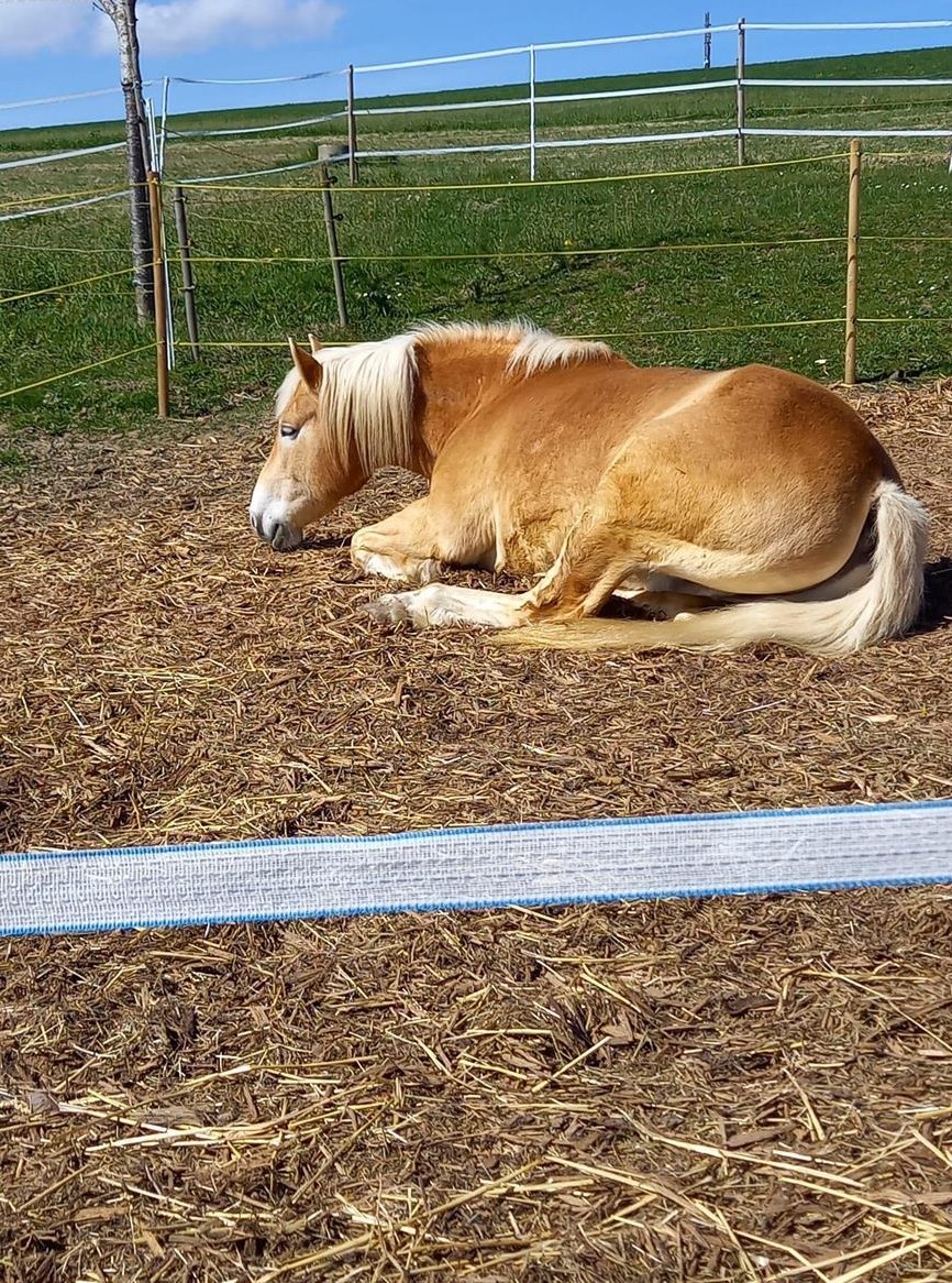 13-jähriger Haflinger Wallach sucht neues Zuhause