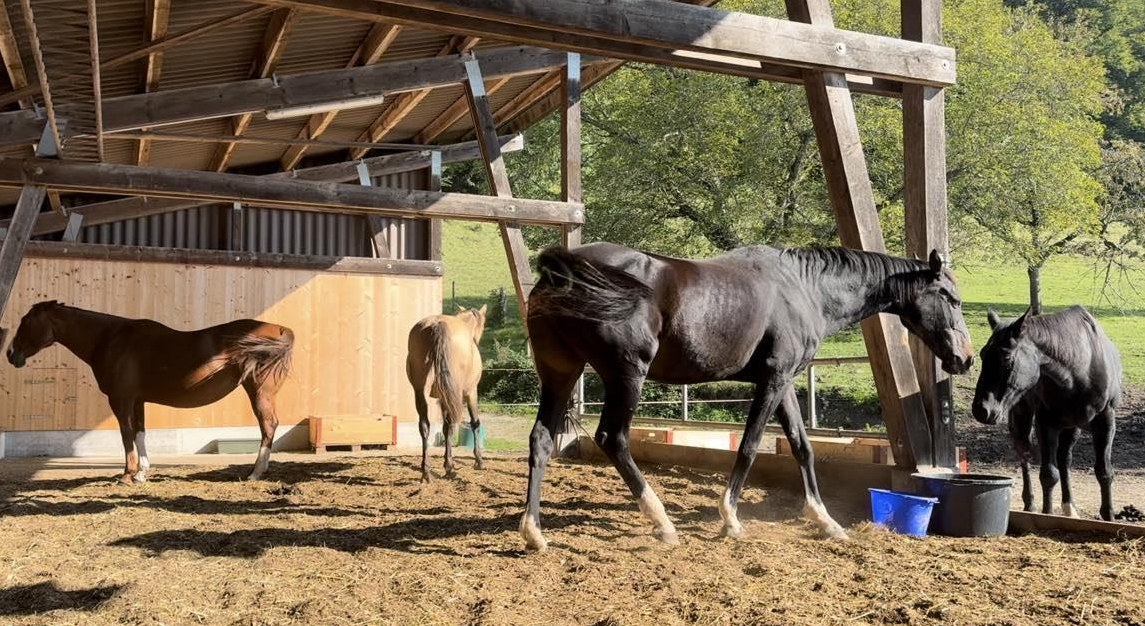 Vermieten Pferde-Offenstallplatz nähe Olten, Sissach, Gelterkinden