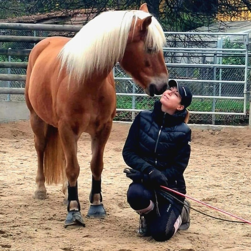 Haflinger Stute als tolle Freizeitpartnerin