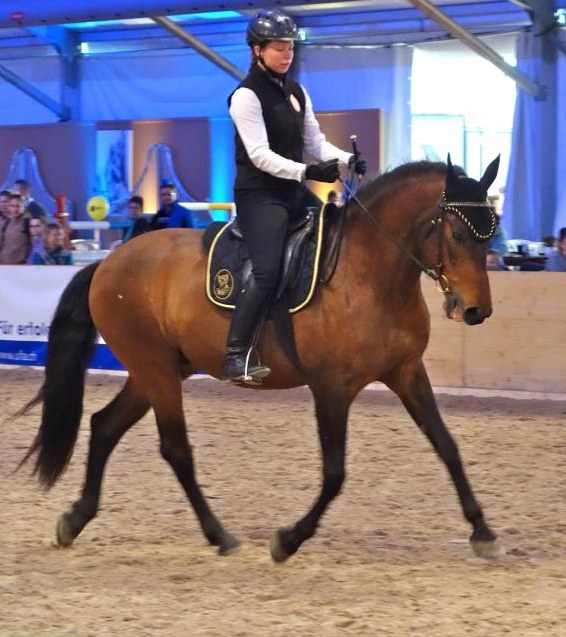 Reiten mit Harmonie und Leichtigkeit nach der Ecole de Légèreté