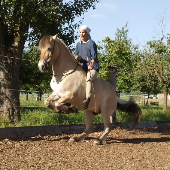 Reittherapie (EMR registriert) und Reitunterricht, Akademische Reitkunst