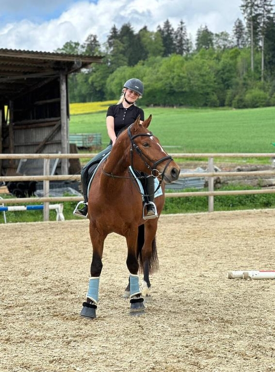 Ausbildung und Beritt für Pferd oder Pony