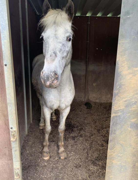 Camargue Pony menschenbezogen sucht neuen Platz
