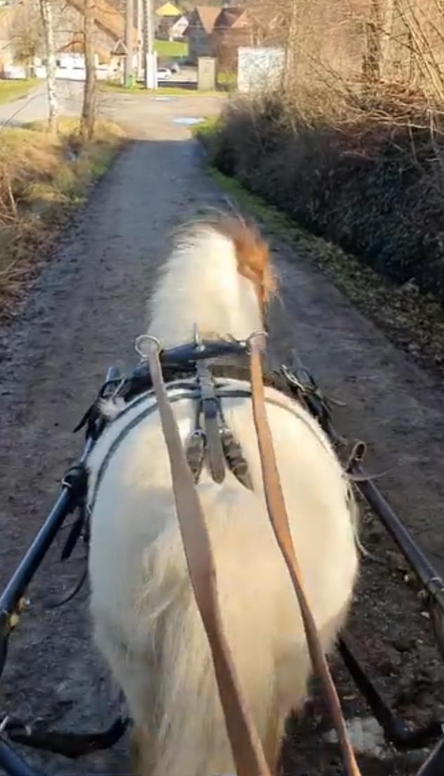 Einfahrtraining mit Kutsche/Sulky für ihr Pony