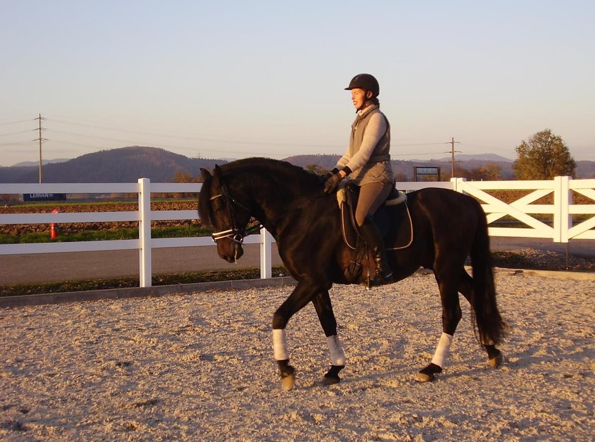 Beritt für Dressurpferde, insbesondere PRE"s und Lusitanos