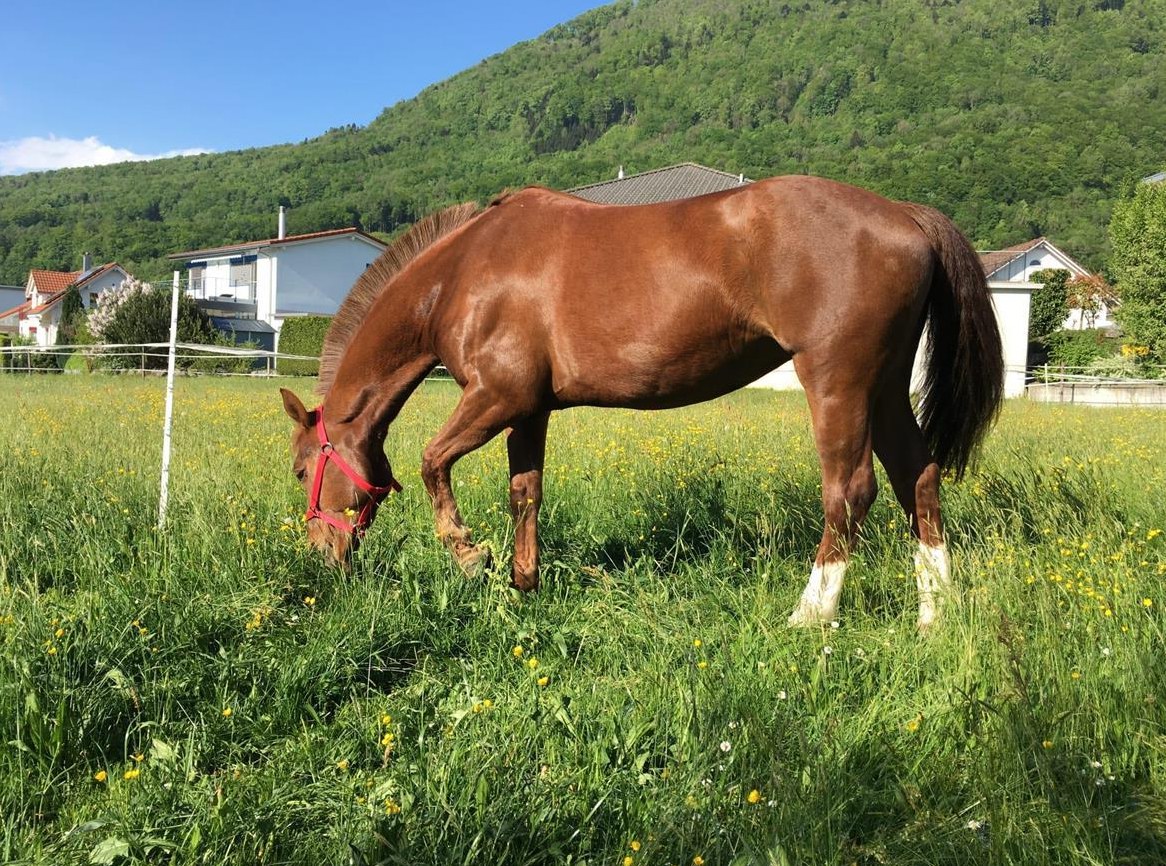 Reitbeteiligung für sportliche Freiberger Stute, Schänis SG