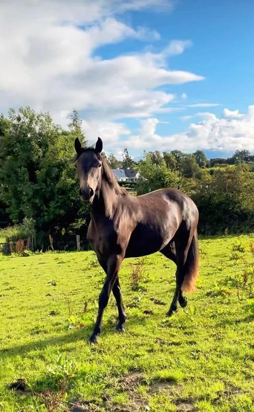 Grosse Connemara Stute mit Stockmass 1.55m