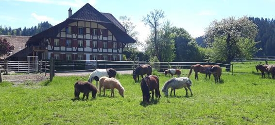 Reitbeteiligung: Pferde und Ponys zum Pflegen und Spass haben