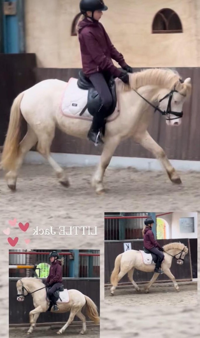 Lieber auffallender Welsh A Pony Wallach