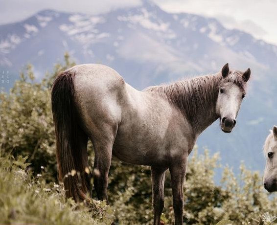 4-jähriger Camargue Wallach zu verkaufen