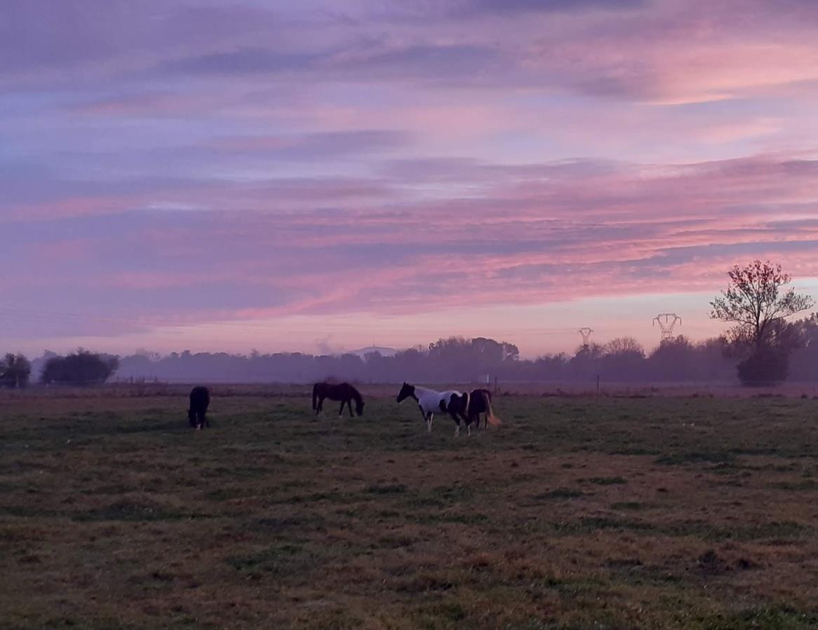 Altersweide Pferde, Rekonvaleszenz auf Bauernhof im Elsass